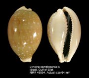 Lyncina camelopardalis (4)